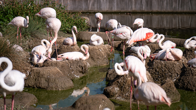 Blijdorp Flamingo